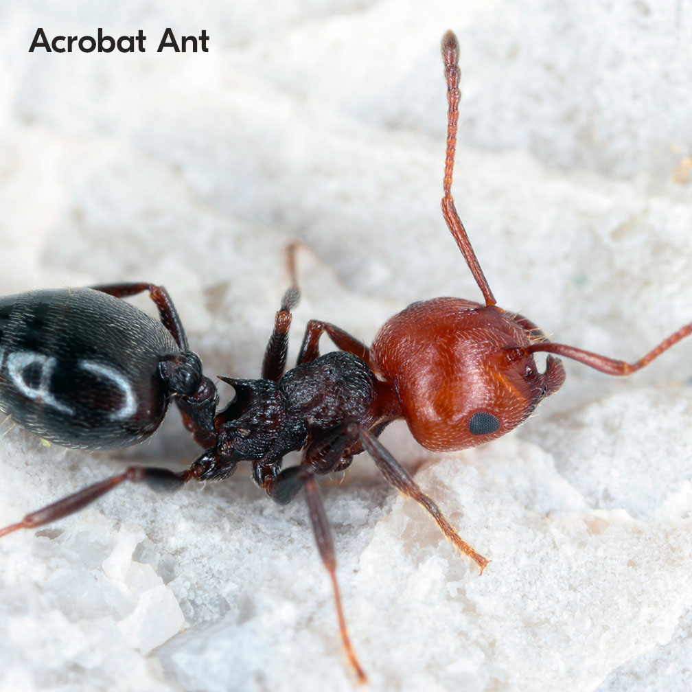 Acrobat Ants In South Africa 
