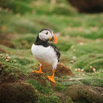 tourhub | World Expeditions | Crossing the Arctic Circle, Jan Mayen & Svalbard 