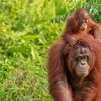 Borneo's Orangutans and Rainforest Adventure