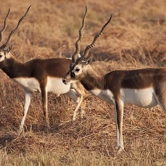 tourhub | Agora Voyages | Blackbuck Bliss: Vadodara to Velavadar Safari 