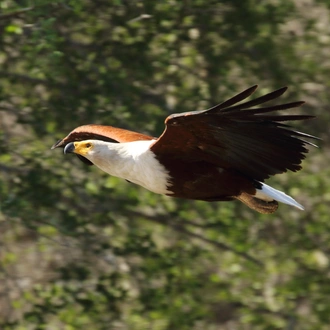 tourhub | Wildlife Dreams | Bird Watching in Kruger (Dates upon request) 