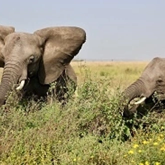 tourhub | Eddy tours and safaris | The Best 8 Days Tanzania Safari. 
