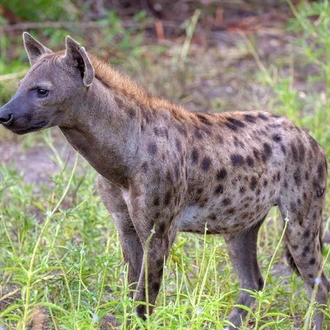 tourhub | Alaitol Safari | Great Migration Grumeti River 