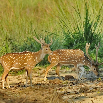 tourhub | Bamba Travel | Chitwan National Park Adventure 3D/2N (from Kathmandu) 