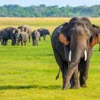 tourhub | Ceylon Travel Dream | 2 Day Udwalawa Safari Tour 