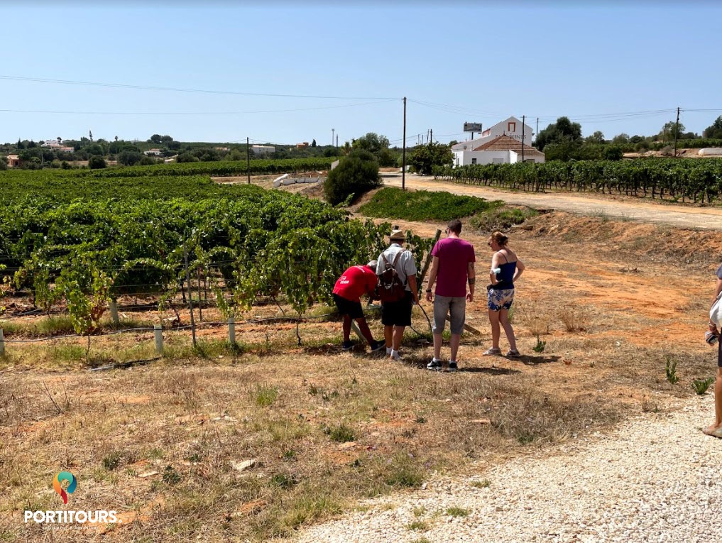 Algarve Panorâmico & Prova de Vinhos