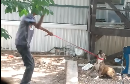 Man Faces Felony Animal Cruelty After Viral Video Captures Him