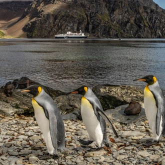 tourhub | Intrepid Travel | Shackleton's Falklands, South Georgia and Antarctica Expedition (Ocean Endeavour)  