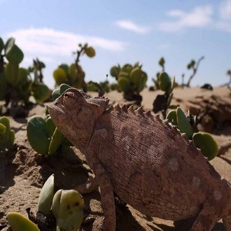 tourhub | Indus Travels | Highlights of Namibia 