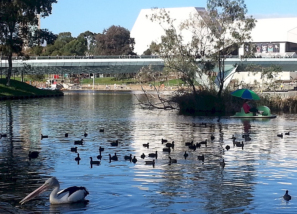 River Torrens / Karrawirra Pari in Tarntanya Wama (Park 26)