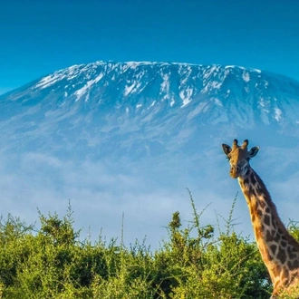 tourhub | Spider Tours And Safaris | 7 Days Kilimanjaro Climb Lemosho Route 