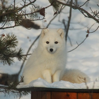 tourhub | Arctic Range Adventure | Best Value Aurora Viewing | Snowshoeing, Wildlife & Hot Springs 