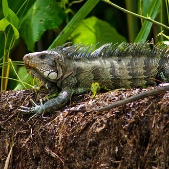 tourhub | Bamba Travel | Iquitos Amazon Jungle Adventure 5D/4N 