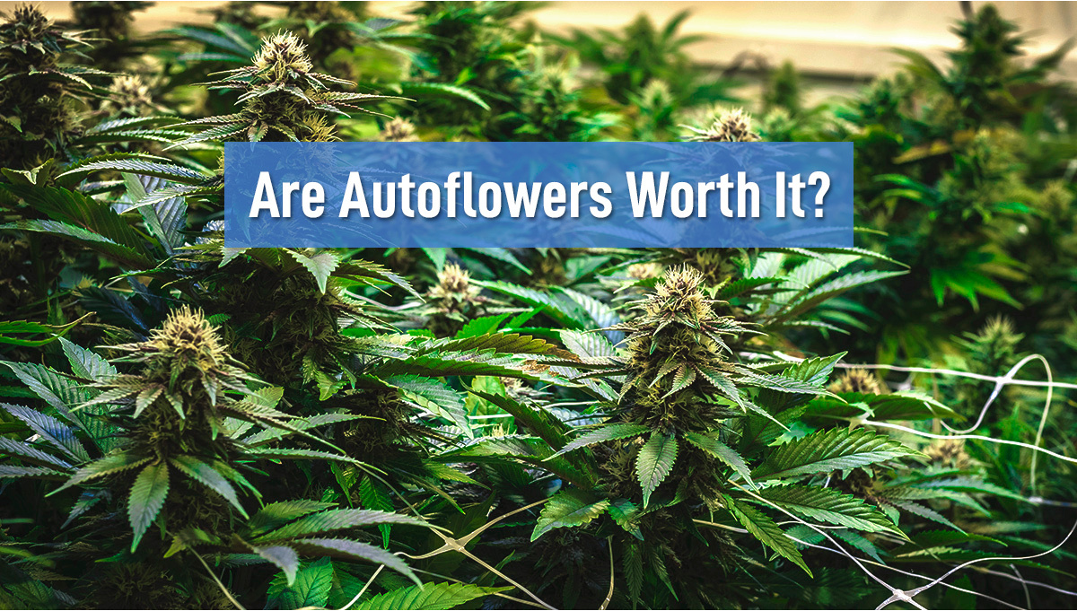 Are Autoflower Cannabis Strains Worth it?