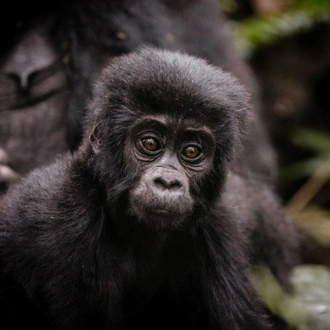 tourhub | ARP Travel Group | Glimpse of Gorillas - Nkuringo Bwindi Lodge, Private Tour (On Request) 