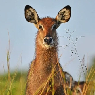 tourhub | Verdoro Safaris | 7-Day Lake Mburo Wildlife Experience 