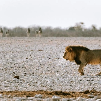 tourhub | Chameleon Safaris Namibia | 9 Day Etosha, Skeleton Coast & Sossusvlei Camping & Accommodated Safari 