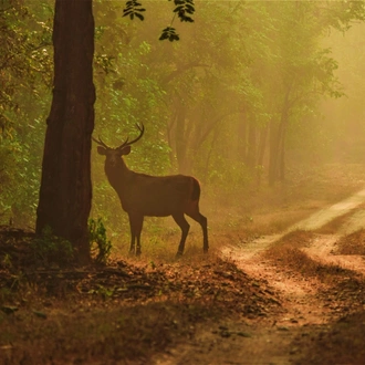 tourhub | Go Book Tours | Central India Wildlife Tour 