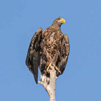 tourhub | Bunica Maria | Bird Watching in Romania, Danube Delta Experience 