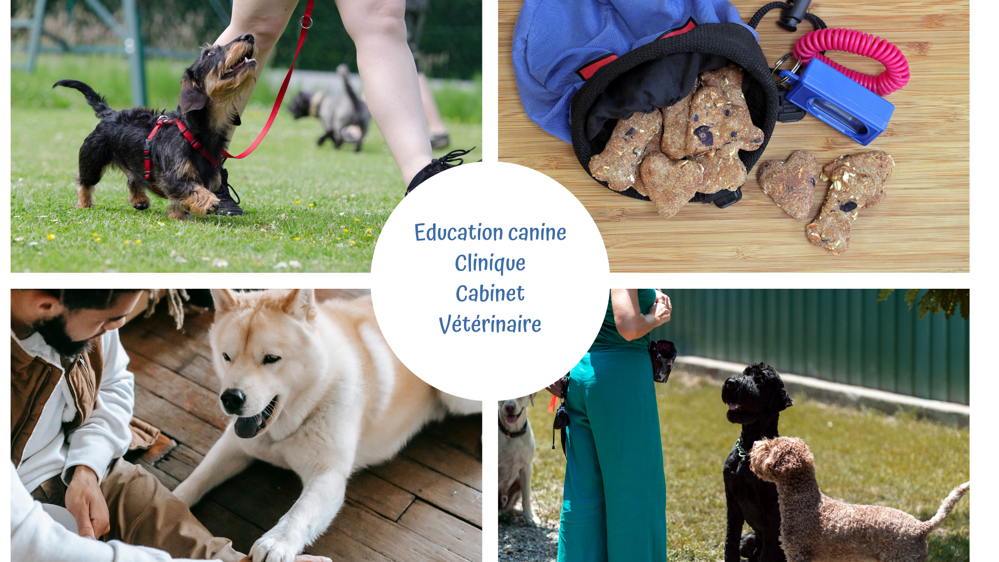 Représentation de la formation : CI Education canine en Clinique vétérinaire