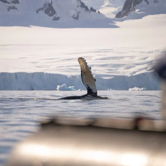 tourhub | Intrepid Travel | Best of Antarctica: Pristine Wilderness (Ocean Endeavour) 