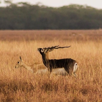 tourhub | Agora Voyages | Blackbuck Safari from Rajkot 