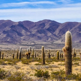 tourhub | Explore! | Wine and Landscapes of Argentina's Northwest 