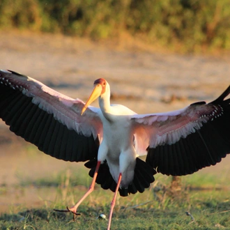 tourhub | Intrepid Travel | Premium Botswana 