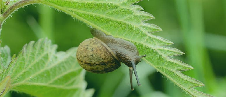 Signs of Slug and Snail Damage on Cannabis Plants