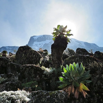 tourhub | Alaitol Safari | 10 Day Kilimanjaro Climb - Lemosho Route 