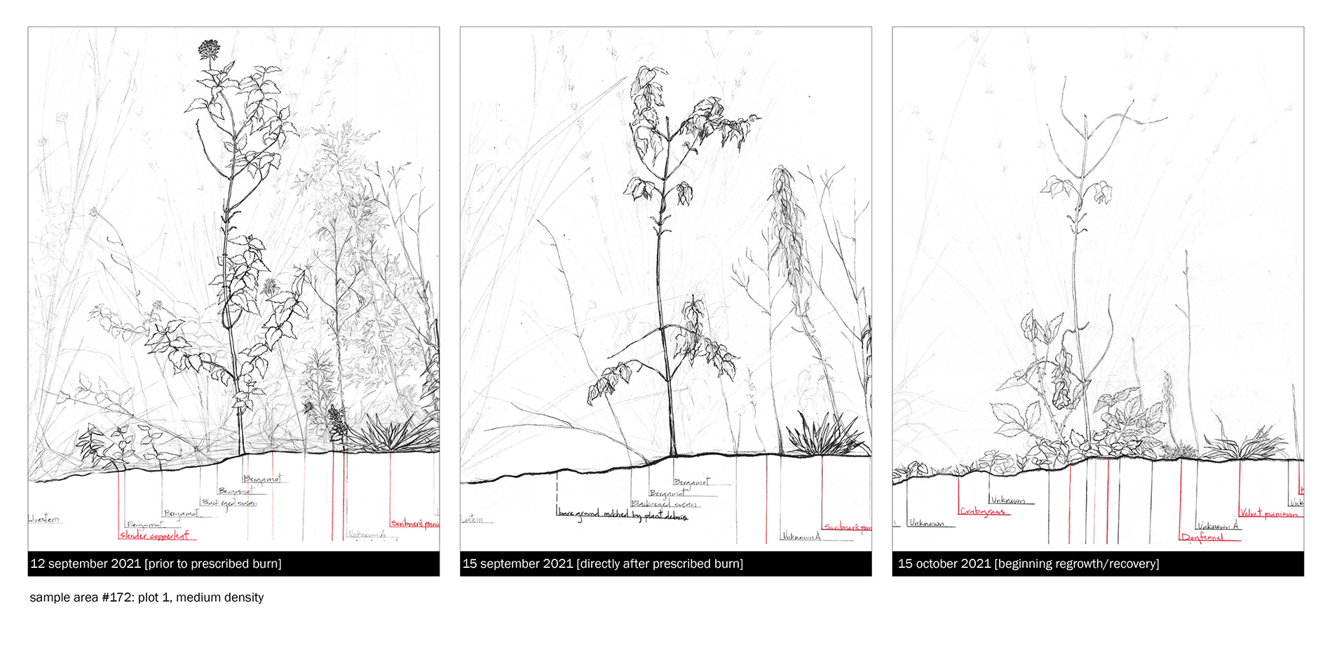 FIELD DRAWINGS