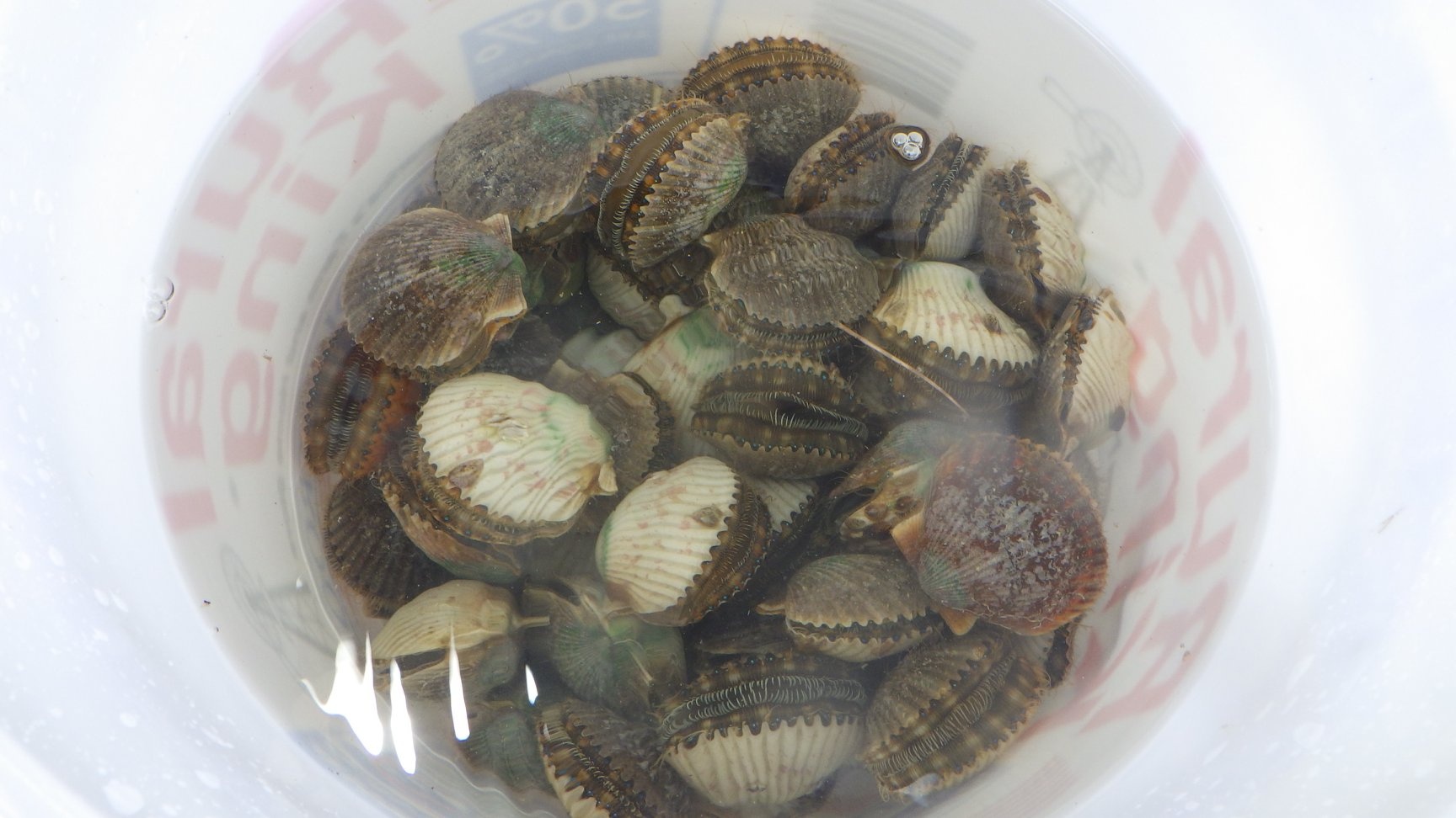 Semi Private Scallop Tour- Up to 6 Guests!