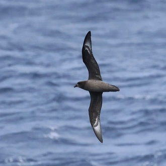 tourhub | Heritage Expeditions | Seabirds & Cetaceans of Australasia 