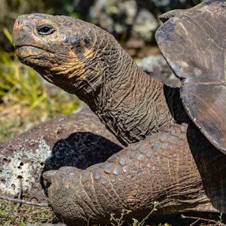 tourhub | Latin Trails | Galapagos Northern and Southern Islands Cruise 