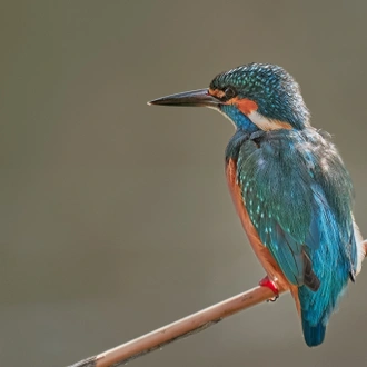 tourhub | Bunica Maria | Bird Watching in Romania, Danube Delta Experience 