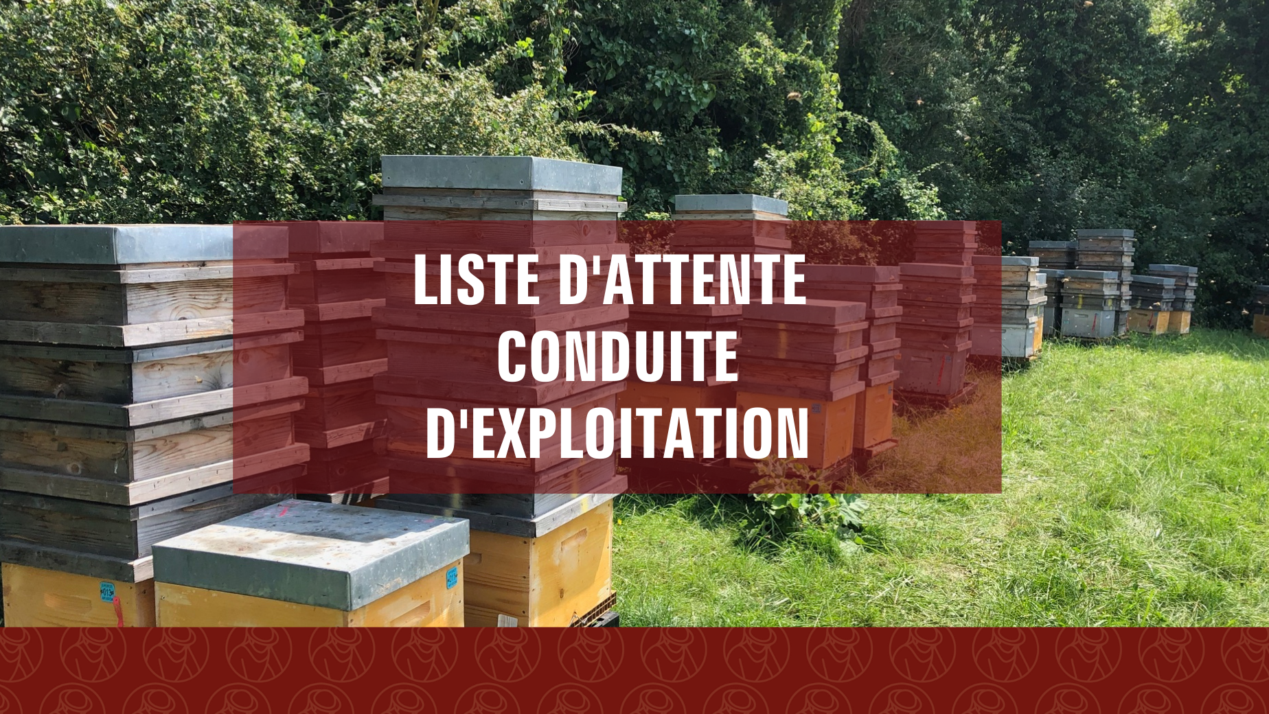 Représentation de la formation : Conduite d’exploitation apicole (Liste d'attente)