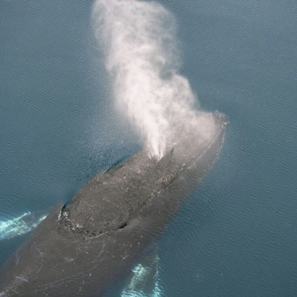 tourhub | Intrepid Travel | Best of Antarctica: Whale Discovery (Ocean Endeavour)  