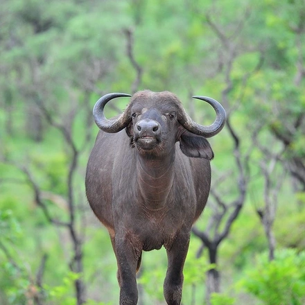 3-Day Kruger National Park Big 5 Camping Safari