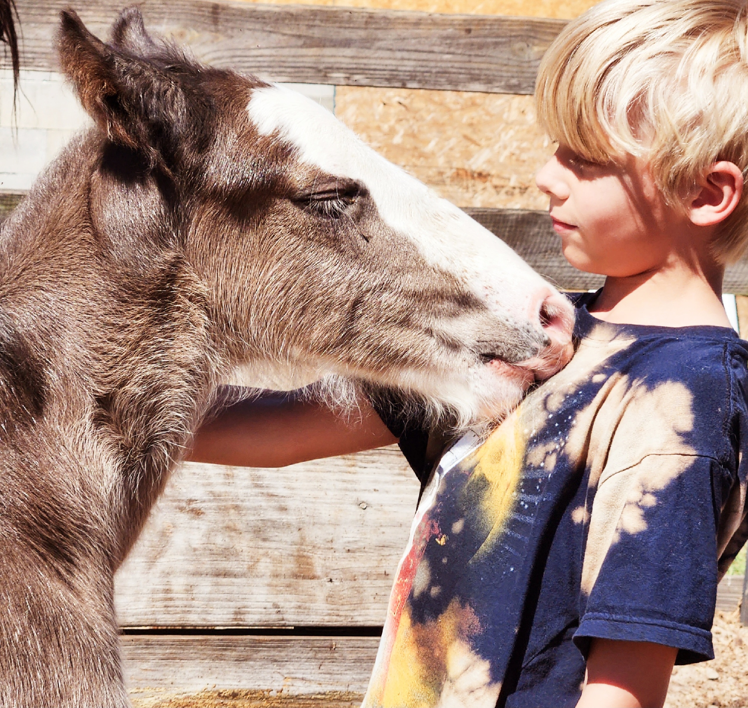 VIP Baby Clydesdale Experience