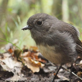 tourhub | Heritage Expeditions | Unseen Fiordland & Stewart Island 