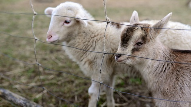 Représentation de la formation : Maîtriser la reproduction chez les ruminants