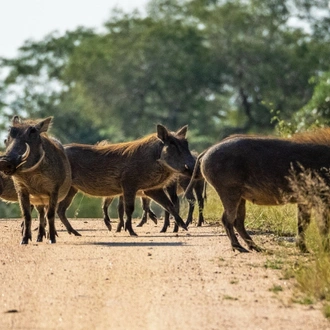 tourhub | The Mzansi Experience | 3-Day Kruger National Park Big 5 Backpacking Safari 