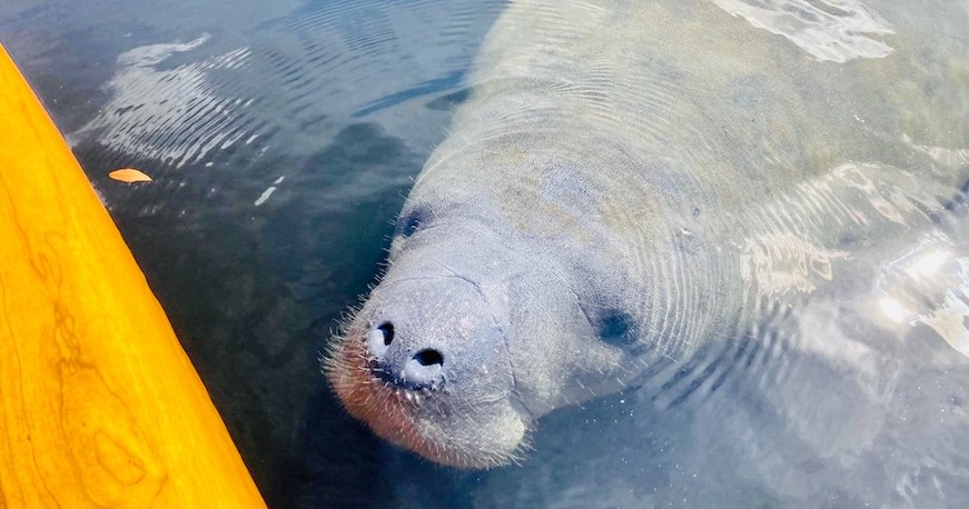 Dolphin and Manatee Adventure Tour of Sarasota with Olde Florida History