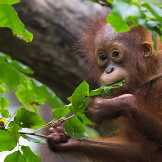 tourhub | Exodus Adventure Travels | Borneo & the Malaysian Peninsula 