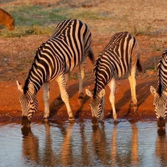 tourhub | On The Go Tours | Kruger Safari Experience (Accommodated) - 4 days  