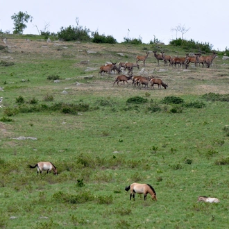 tourhub | Tour Mongolia | Nomadic Lifestyle 