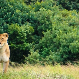 tourhub | Bamba Travel | Amboseli Safari 3D/2N 