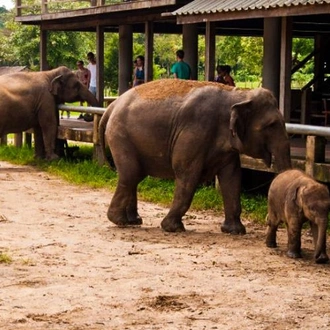 tourhub | Bamba Travel | Chiang Mai & Elephant Conservation 3D/2N 