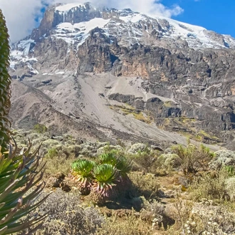 tourhub | Explore! | Kilimanjaro - Lemosho Trek + Safari Extension 