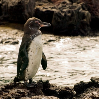 tourhub | Latin Trails | Galapagos Western Islands Cruise 